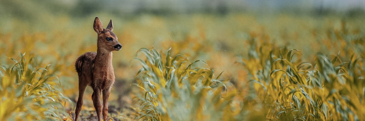 Rehkitz im jungen Maisfeld