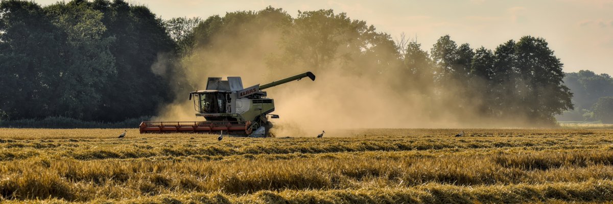 Mähdrescher bei der Weizenernte