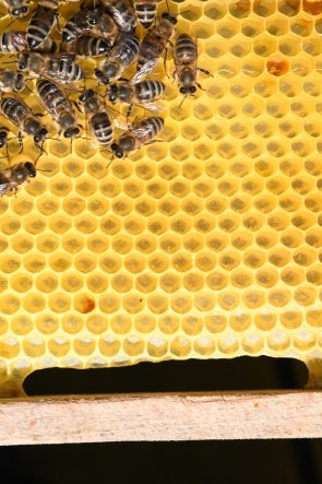 Honigwabe mit Biene