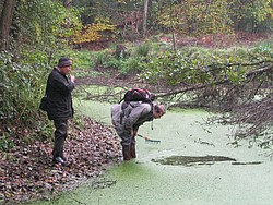 Dr. Korte und Dr. Gregor am Teich hinter der Trabrennbahn bei Dieburg auf der Suche nach Characeen