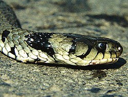 Ringelnatter (Natrix natrix)