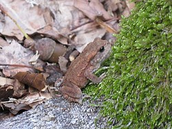 Erdkröte (Bufo bufo)
