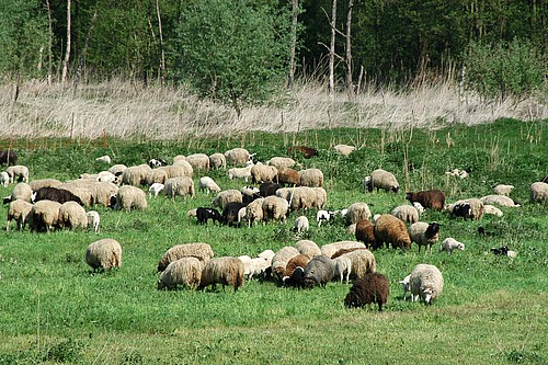 Schafe am Erlensee