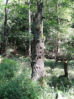 stehender Totholzstamm