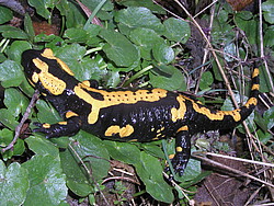 Feuersalamander