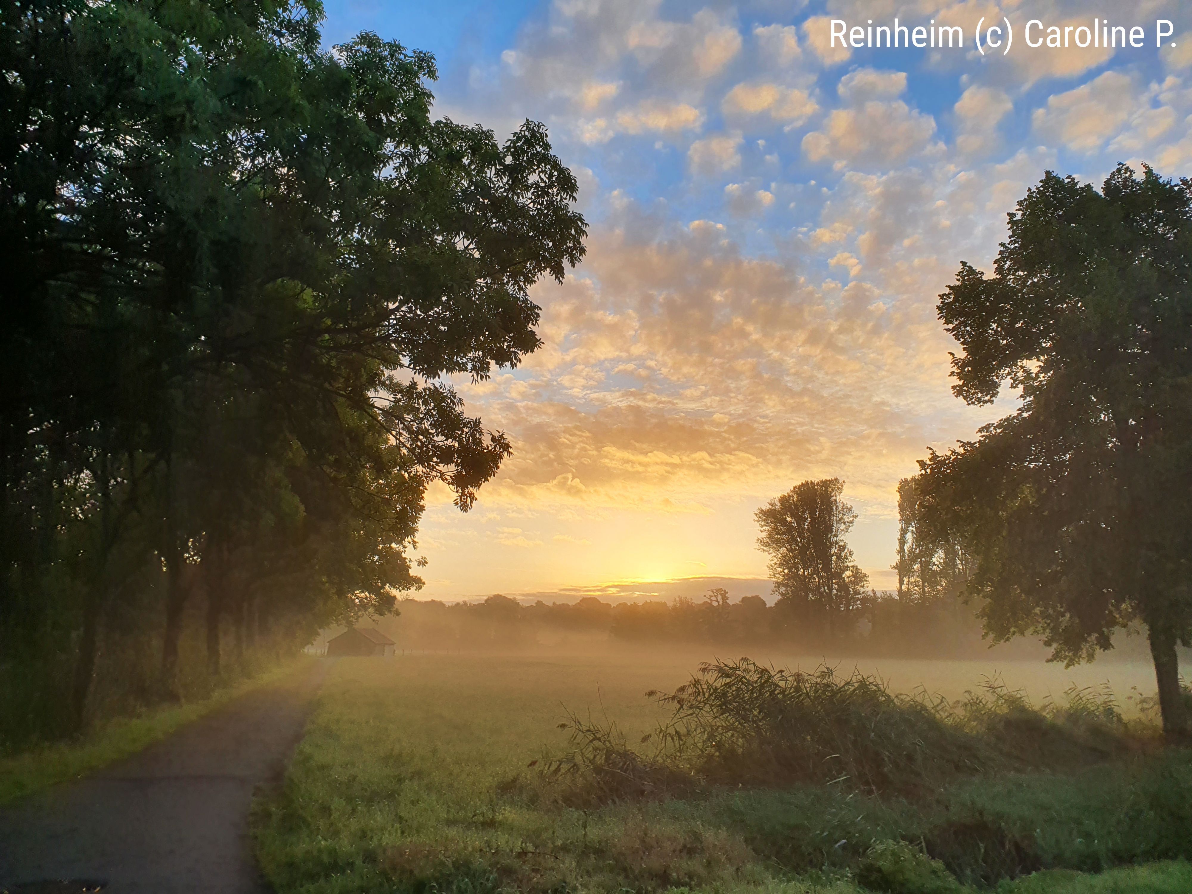Landschaftsaufnahme nebelige Auen in Reinheim