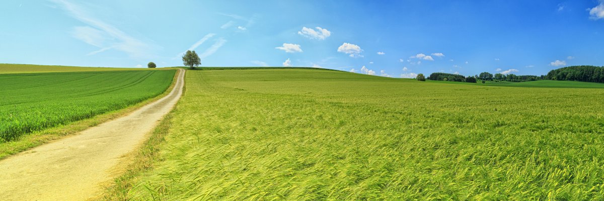 Ackerlandschaft im Sommer