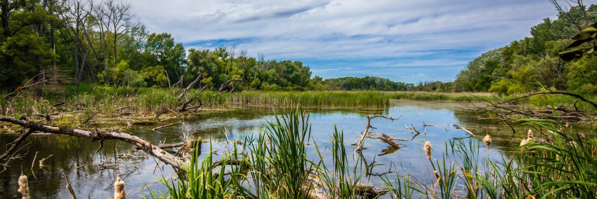 Kleiner Tümpel mit Schilf