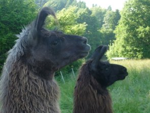 2 Lamaköpfe