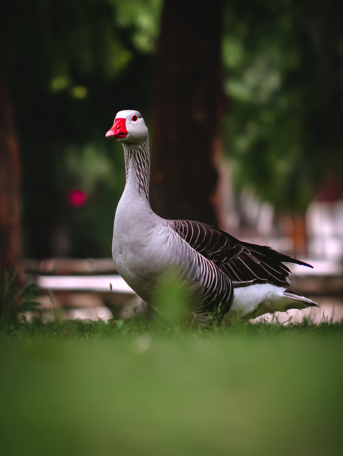 Eine Gans steht auf ein grünen Wiese