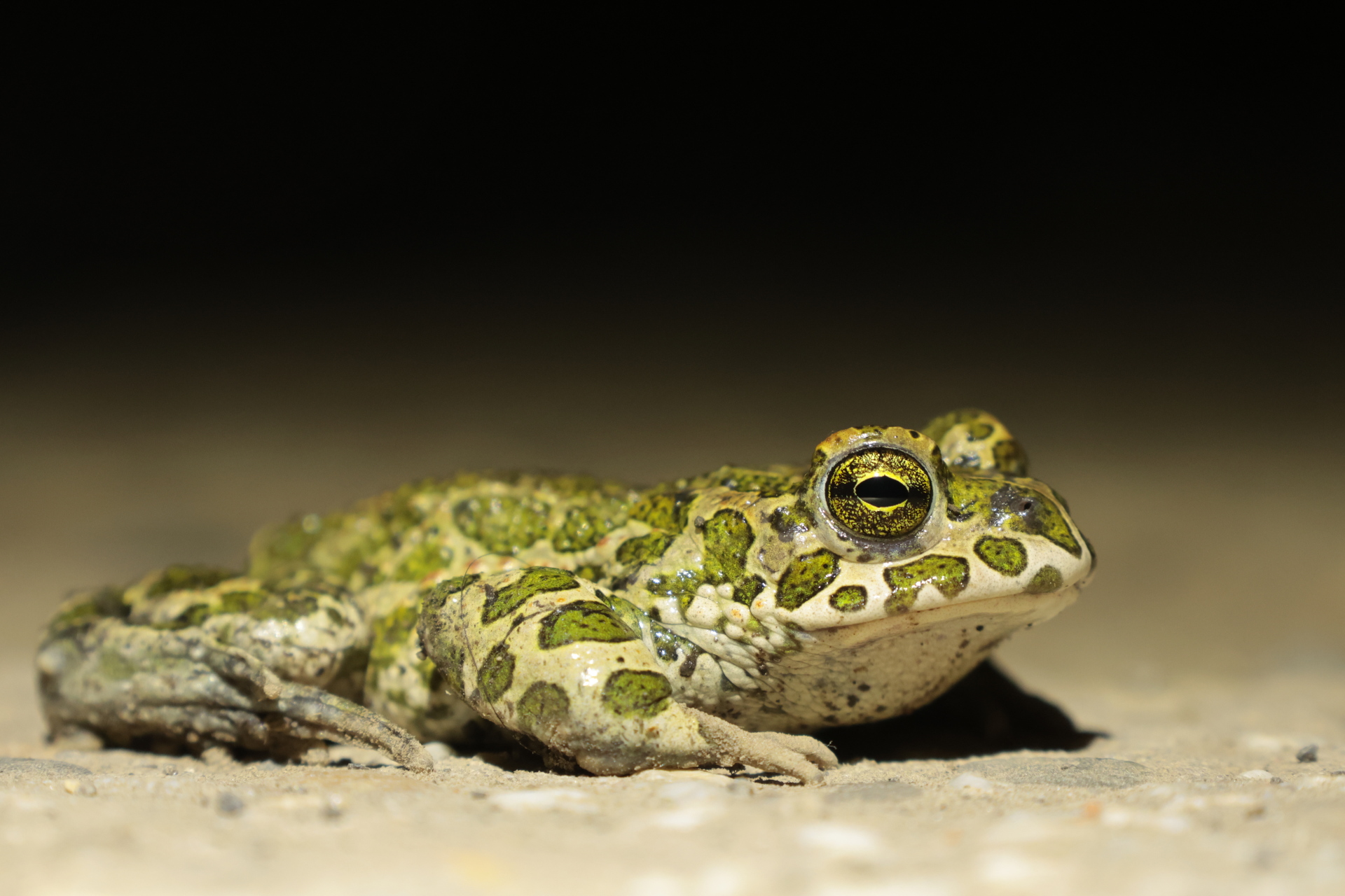 Eine Wechselkröte in Nahaufnahme