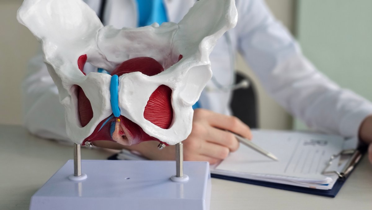 Detailed view of a pelvic model with a medical professional examining notes Detailed view of a pelvic model with a medical professional examining notes