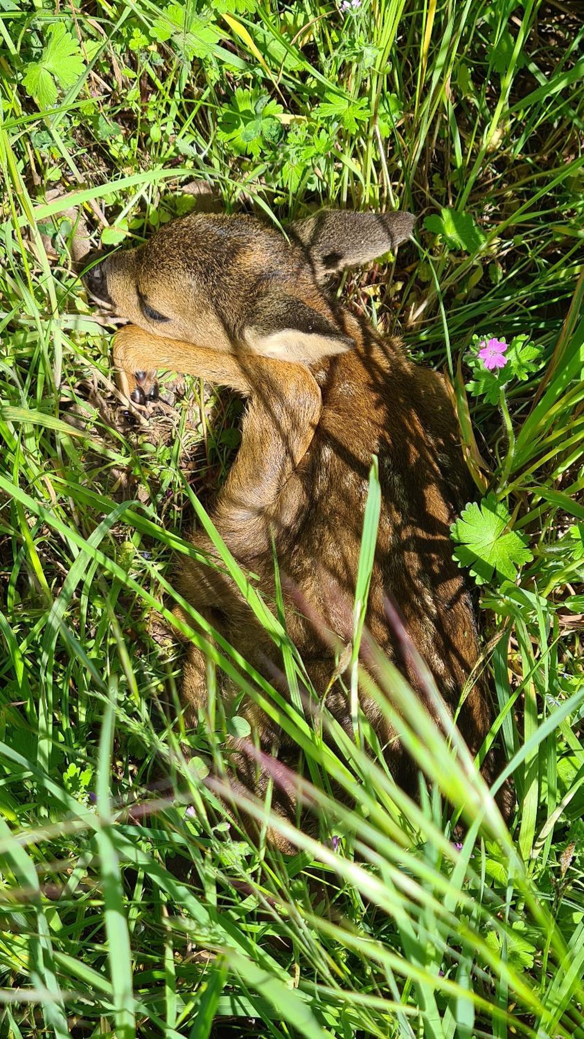 Rehkitz im Gras Rehkitz im Gras