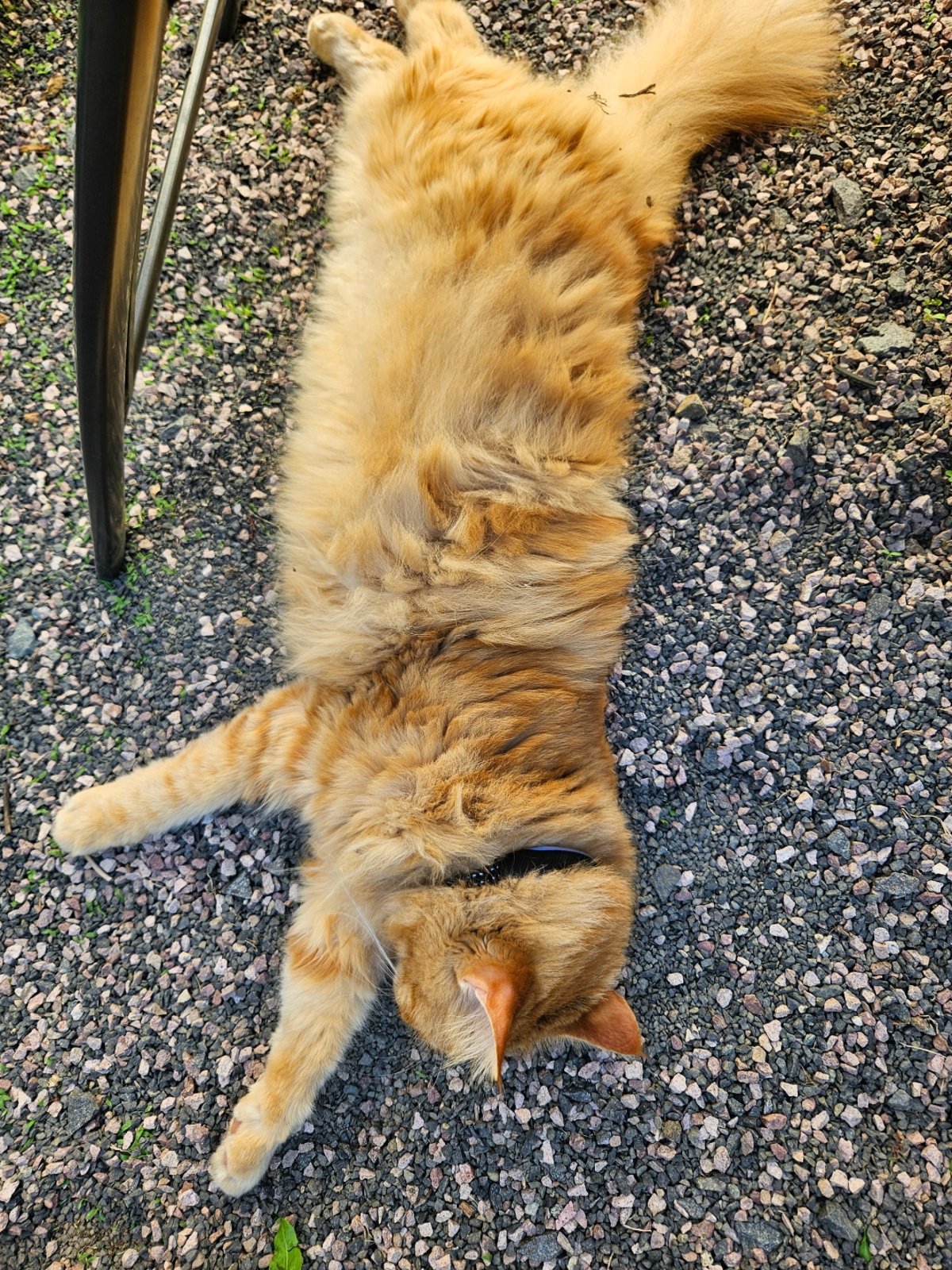 Eine langharige Katze sucht nach Abkühlung