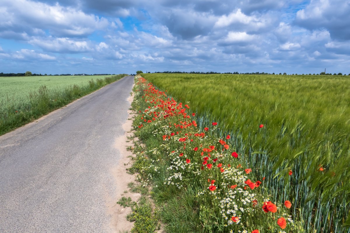 Ein Blühstreifen am Feldrand. 