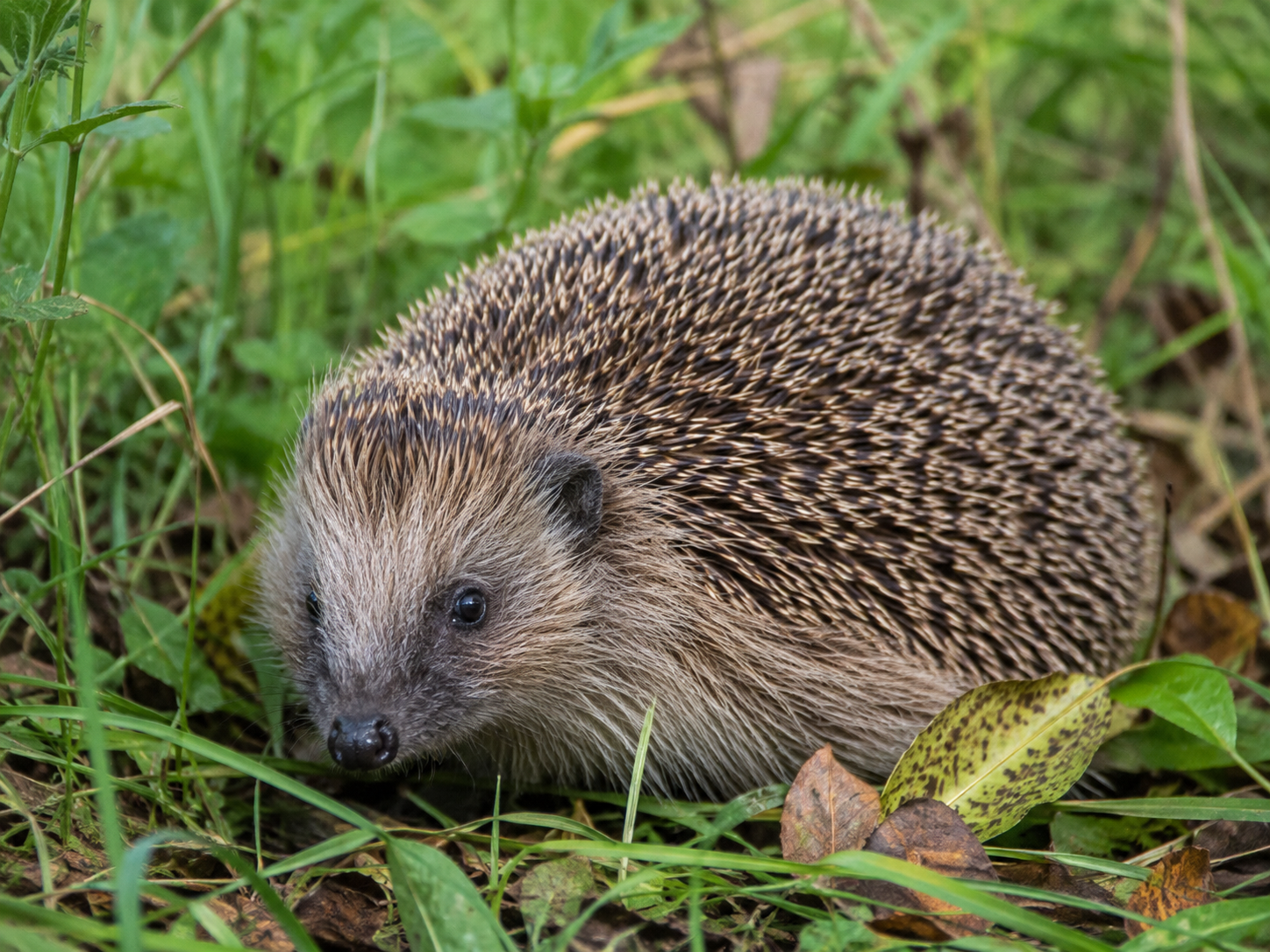 Igelschutz Igelschutz beginnt im eigenen Garten.