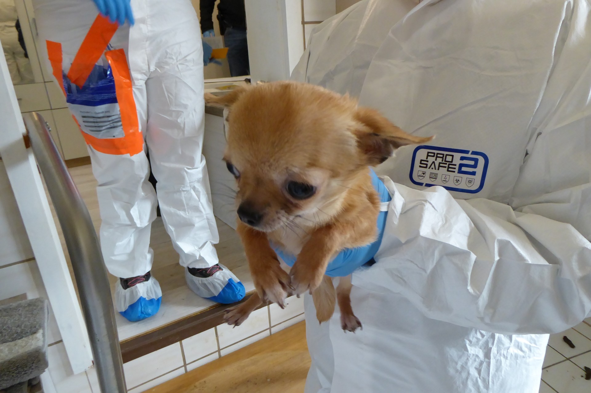 Animal Hoarding Ein Hund, der von einem Mensch in Schutzanzug hochgehoben wird.